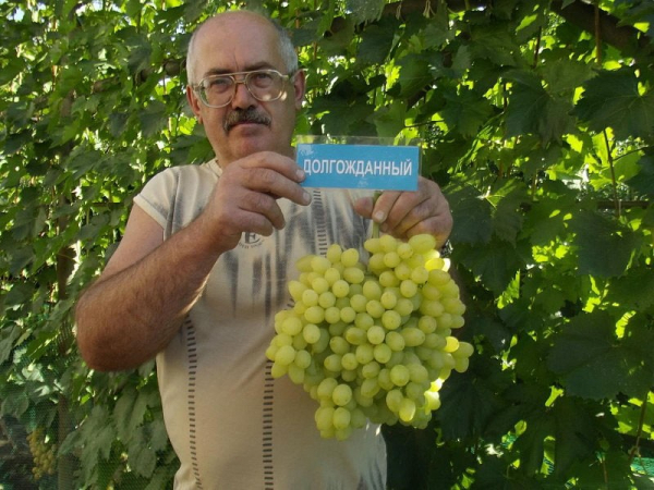 Основы выращивания и ухода за виноградом сорта Долгожданный